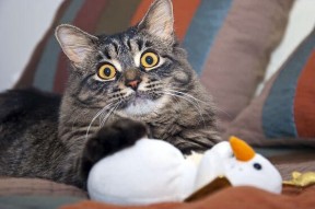 开云体育网站入口-多名运动员参与学校公益活动传递体育精神影响青少年，运动员接受捐赠