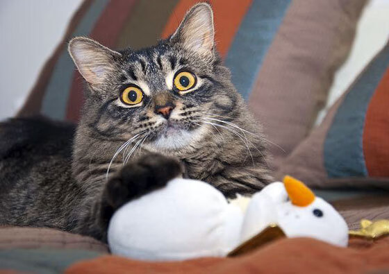 呼吸节奏与心率数据同步分析,呼吸频率、节律变化的临床意义有哪些