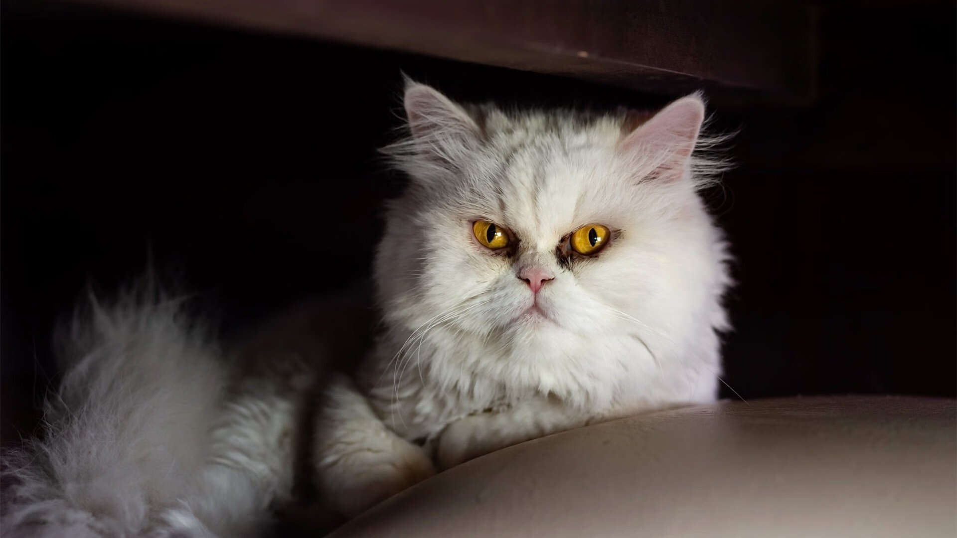 国际热身赛中国女足逆袭 球迷热情高涨,国足热身赛大胜