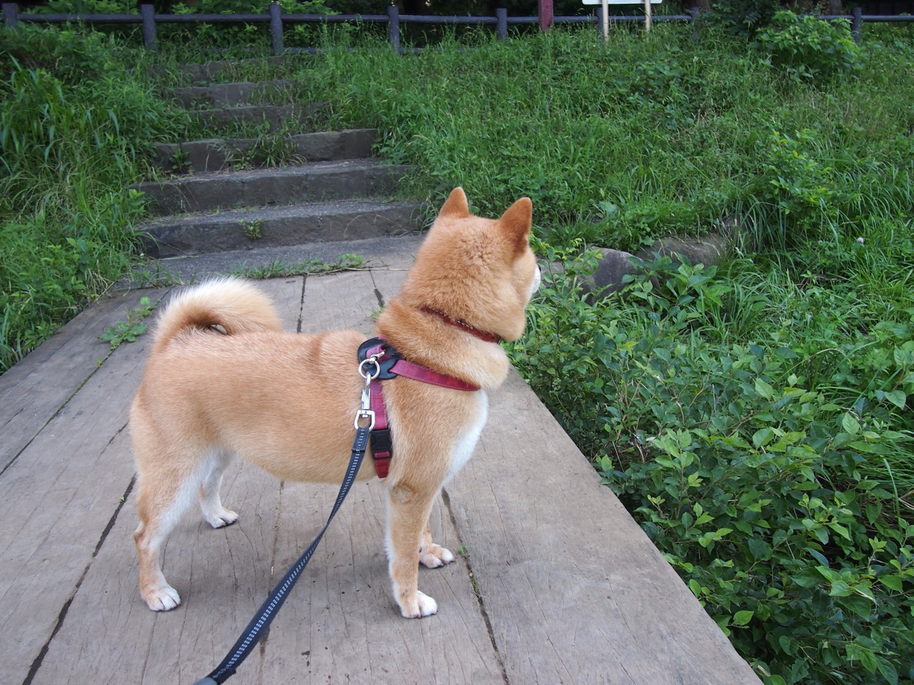 波兰队未来战略：通过优秀教练的培养和全员训练提升整体实力，波兰队友