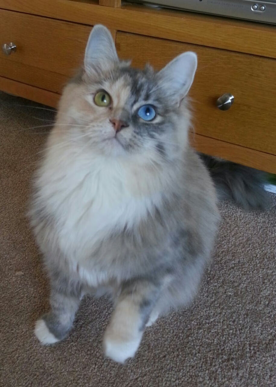 波兰队在国际乒联混合团体世界杯中的表现与赛场调整，波兰 乒乓球