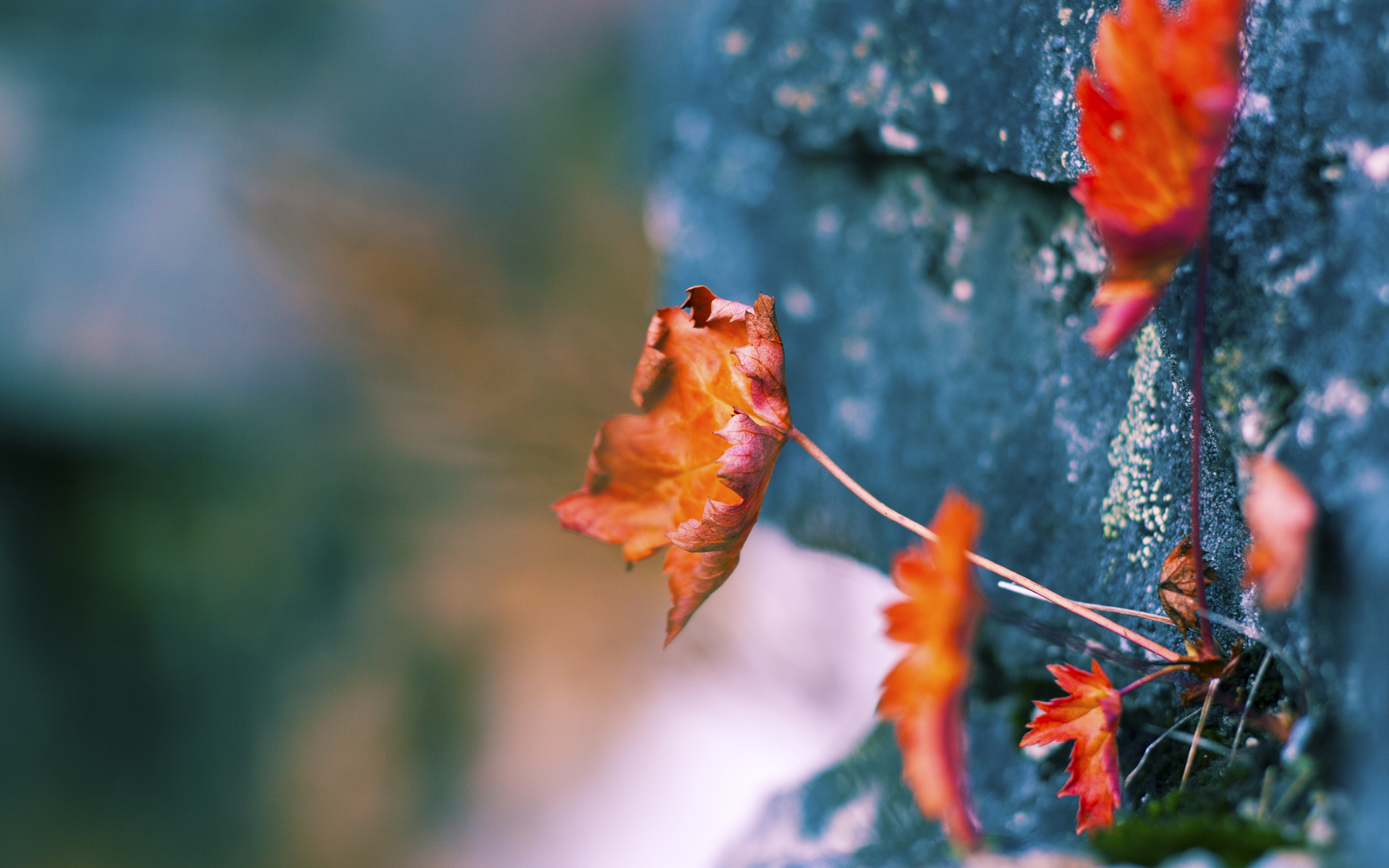 美国乒乓队未来发展蓝图：加强青训体系与国际合作，美国 乒乓球