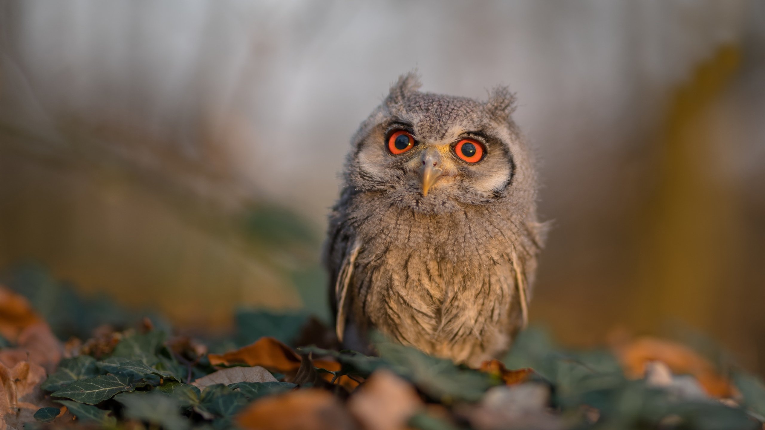 足球俱乐部转会操作更加规范，足球俱乐部转会时间