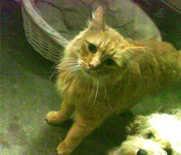 CBA新赛季聚焦年轻球员培养多队加快新人上场步伐，cba选择新球员标准