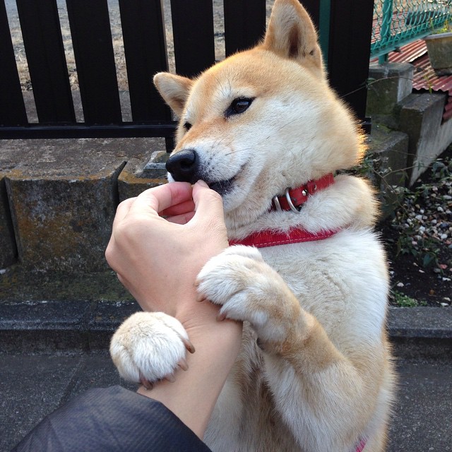 中国足球推动多语种海外传播扩大品牌国际影响力，中国足球国外效力名单